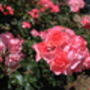Floribunda Rose 'Queen Elizabeth' Bare Rooted Plant, thumbnail 4 of 6