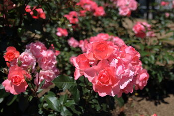 Floribunda Rose 'Queen Elizabeth' Bare Rooted Plant, 4 of 6