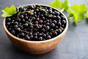 Blackcurrant Plants, 'Ben Sarek', 7 of 12