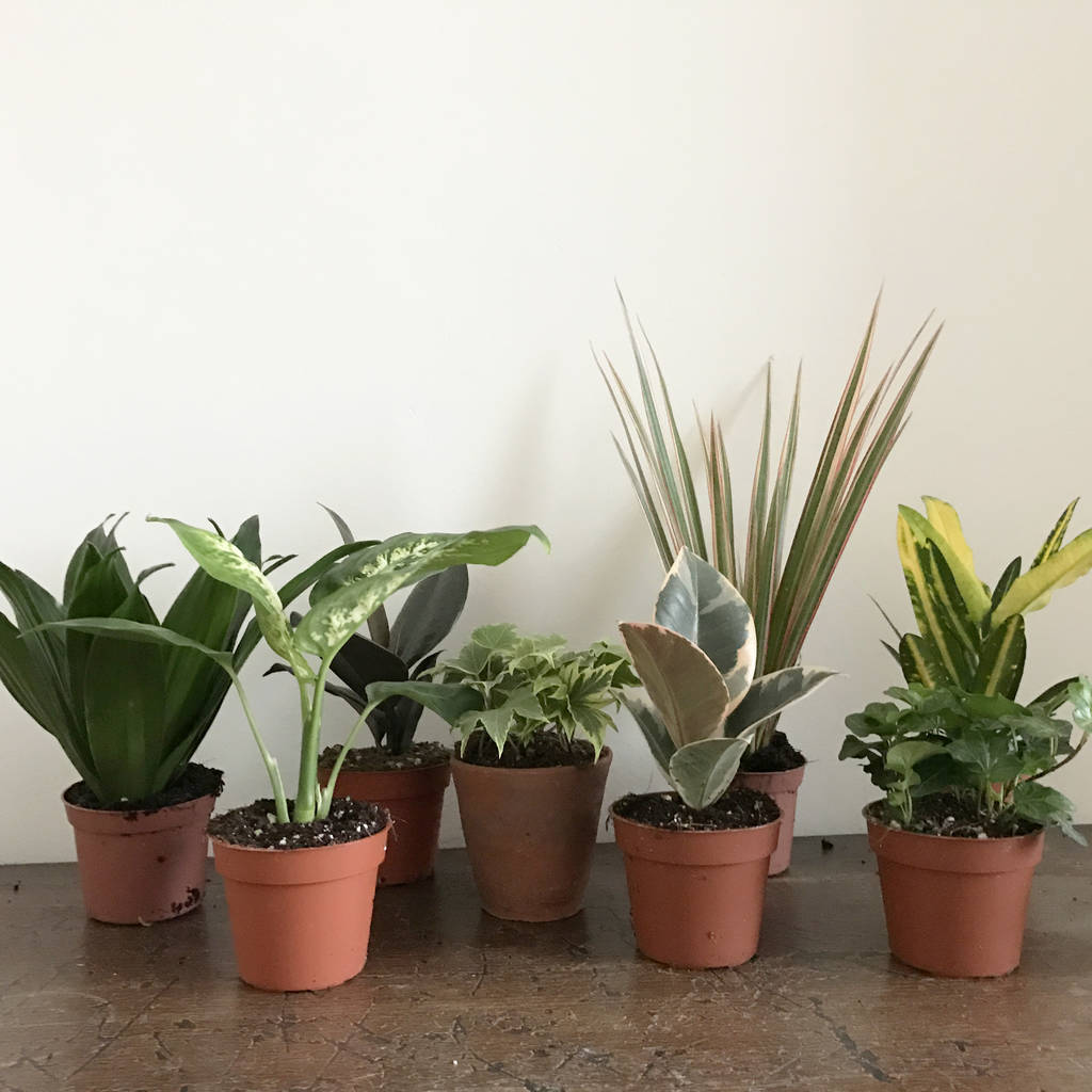 selection of little  house  plants  by botanic tribe 