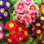 Primrose 'Starflame Mix' 12 X Plant Pack, thumbnail 2 of 3