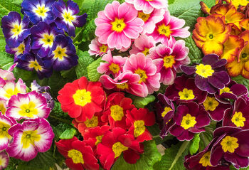 Primrose 'Starflame Mix' 12 X Plant Pack, 2 of 3