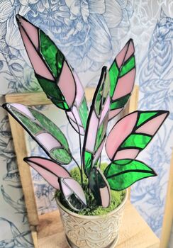 Stromanthe Princess Triostar Stained Glass Plant, 3 of 4