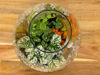 Diy Terrarium Kit: Glass, Plants And Moss | 'Lima', 5 of 8