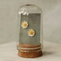 Sterling Silver Daisy Stud Earrings, thumbnail 1 of 6