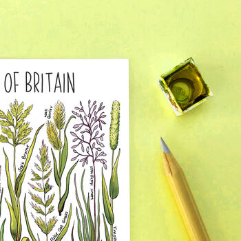 Grasses Of Britain Watercolour Postcard, 6 of 8