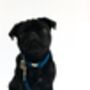 Constantine Blue Velvet Collar And Lead Set, thumbnail 2 of 6