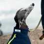 Whippet Polartec Water Resistant Dog Coat, thumbnail 2 of 12