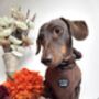 Coffee Bean Brown Cord Puppy Dog Harness Xs L, thumbnail 7 of 11