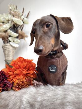 Coffee Bean Brown Cord Puppy Dog Harness Xs L, 7 of 11