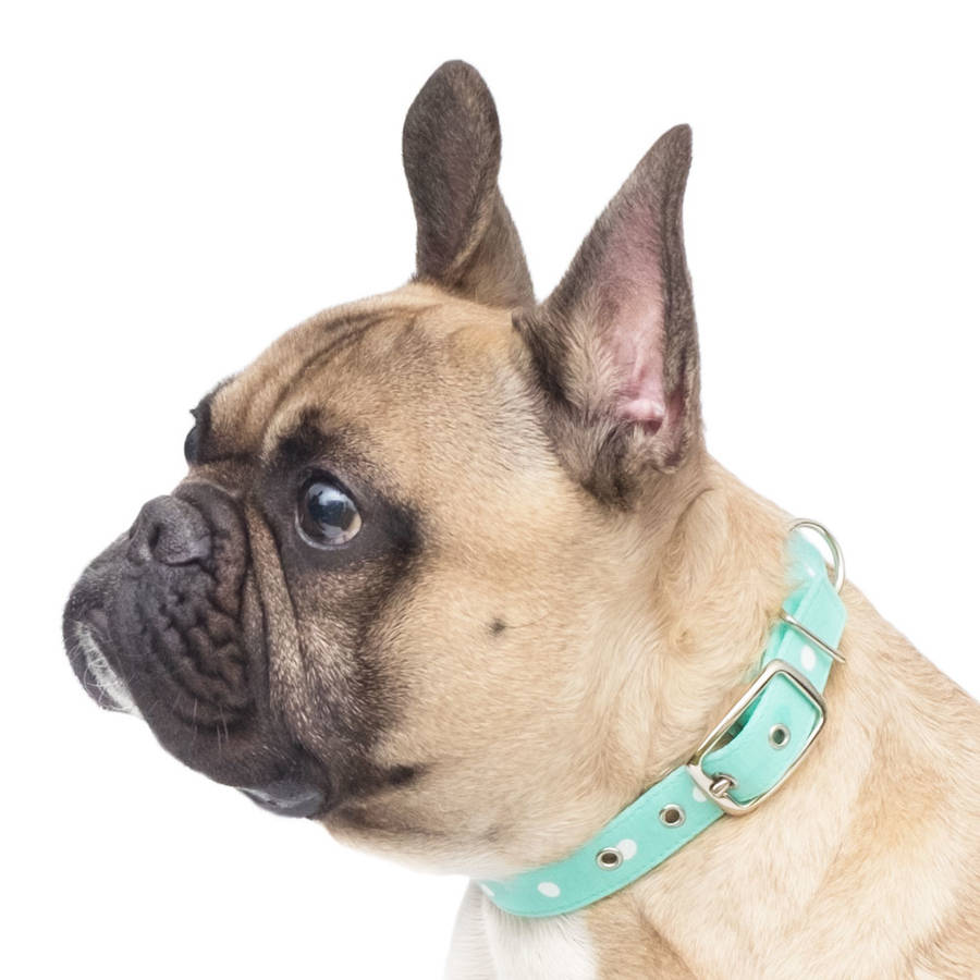mint green dot dog collar by jolie design