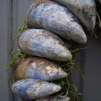 Mussel Shell Ring, 2 of 5