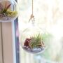 Red Diy Hanging Air Plant Terrarium Kit For Plant Lover, thumbnail 4 of 4