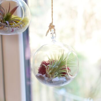 Red Diy Hanging Air Plant Terrarium Kit For Plant Lover, 4 of 4