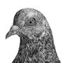 Pigeon Print, thumbnail 3 of 3