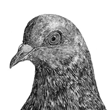 Pigeon Print, 3 of 3