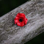 Poppy Red Flower Lapel Pin, thumbnail 1 of 5