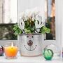 Metal Reindeer Planter With Red Or White Cyclamen, thumbnail 1 of 3