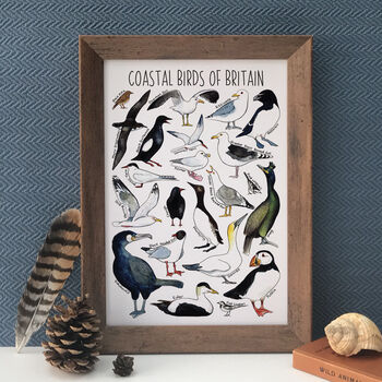Coastal Birds Of Britain Illustrated Postcard, 8 of 8