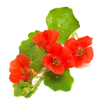 Flowers Nasturtium 'Cottage Garden Mix' One X 9cm Pot, 3 of 3