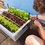 Introduction To Container Growing Kit, thumbnail 5 of 12