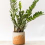 Large Zz Plant With Handmade Eco Pot, thumbnail 4 of 4