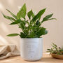 Personalised 9th Pottery Anniversary Gift | Add Plant, thumbnail 1 of 6