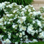 White Flower Carpet Rose 4 L – Hardy Ground Cover Plant, thumbnail 2 of 5