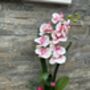 Large Pink Phalenopsis Orchid In Silver Fluted Bowl, thumbnail 8 of 9