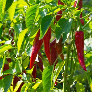 Ornamental Chilli Pepper Plants Three X 9cm Pots, 4 of 5