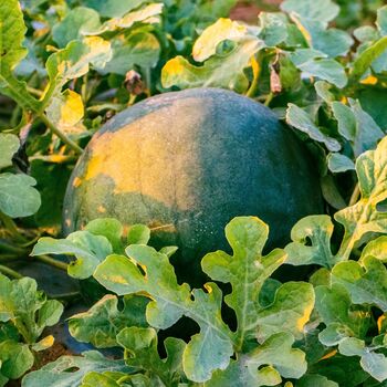Fruit Plants Watermelon 'Sugar Baby' Three X 9cm Pots, 6 of 6