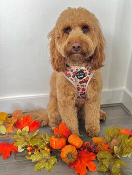 Pumpkin Patch Cart Dog Harness, 7 of 11