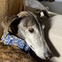 Martingale Collar In Nights Sky Design, thumbnail 1 of 6