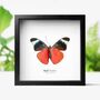 Red Flasher Ventral Side Insect Bug Moth Butterfly Box Frame Entomology Taxidermy Interior Design Modern Home Decor Wall Hanging Gift Ornament, thumbnail 1 of 3