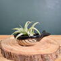 Ceramic Whale With Air Plant Air Plant Holder Gardner Gift Plant Gift Cute Desk Accessory, thumbnail 2 of 6