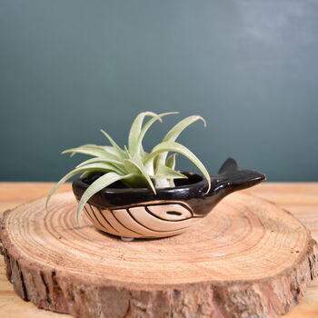 Ceramic Whale With Air Plant Air Plant Holder Gardner Gift Plant Gift Cute Desk Accessory, 2 of 6