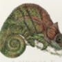 O'shaughnessy's Chameleon Illustration Print, thumbnail 2 of 6