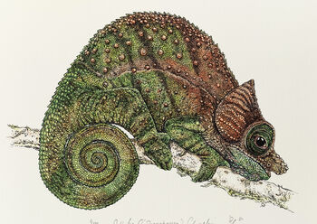 O'shaughnessy's Chameleon Illustration Print, 2 of 6