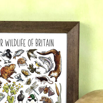 River Wildlife Of Britain Wildlife Print, 6 of 9