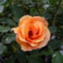 Rose Davids Rose, Personalised Rose Gift, thumbnail 1 of 2