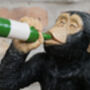 Drunken Monkey Figurine – Intricately Detailed Chimp Ornament, thumbnail 5 of 6