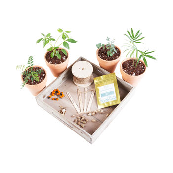 Monthly Tropical Houseplant Seed Subscription Box, 9 of 12