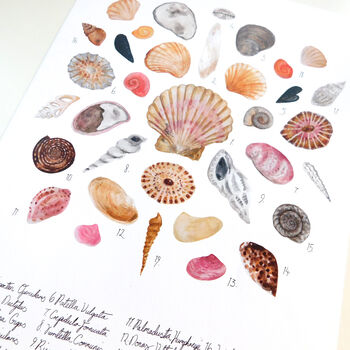 Conchae Sea Shell Art Print, 4 of 9