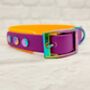 Waterproof Dog Collar And Lead Set Peach/Warm Purple, thumbnail 2 of 3