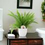 Boston Fern In White Pot Air Purifying Houseplant Gift, thumbnail 1 of 2