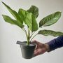 Artificial Potted Leafy Plant, thumbnail 2 of 5