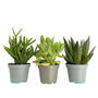Set Of Three Live Succulent Plants In Decorative Pots, thumbnail 1 of 1
