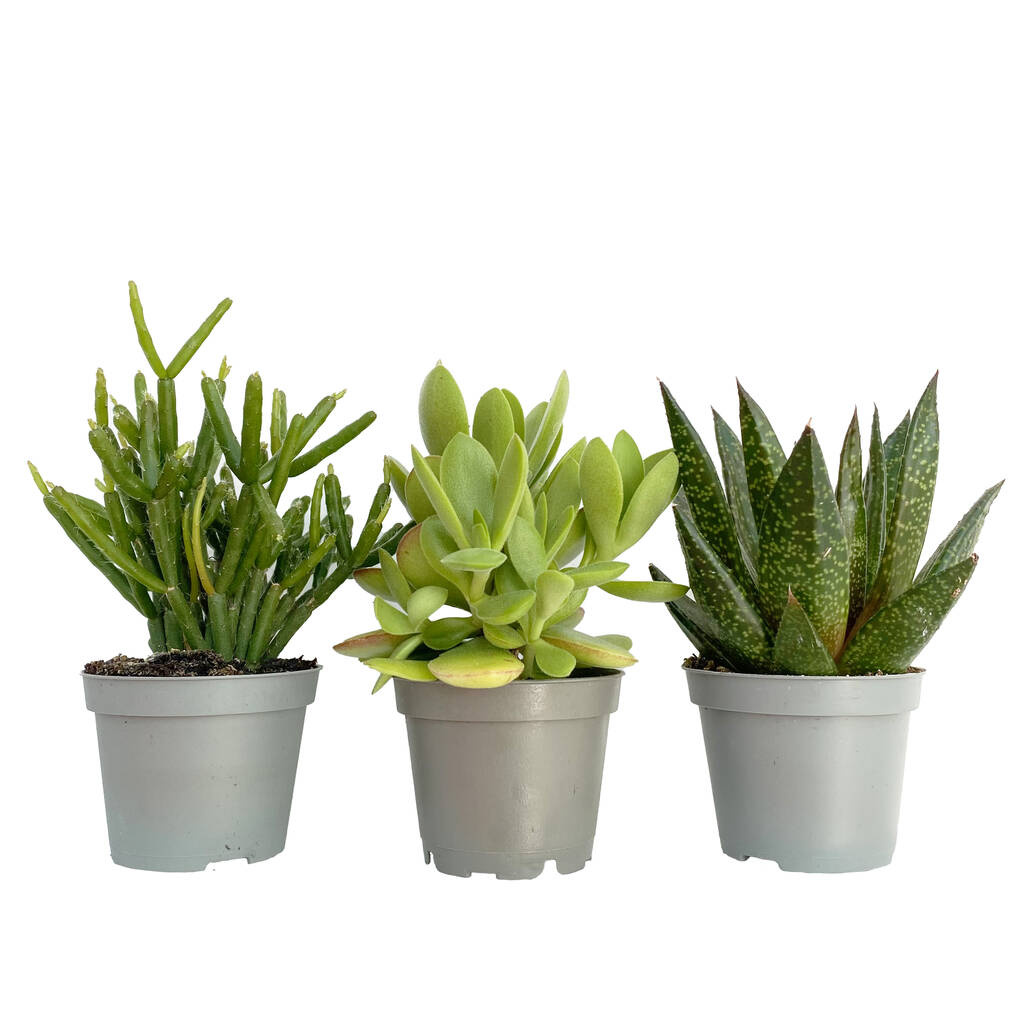 Set Of Three Live Succulent Plants In Decorative Pots