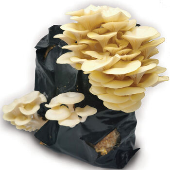 Oyster Mushroom Growing Kit Ready To Grow, 4 of 12