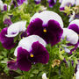 Flowers Pansy 'Beaconsfield' 20 X Plant Pack, thumbnail 2 of 6